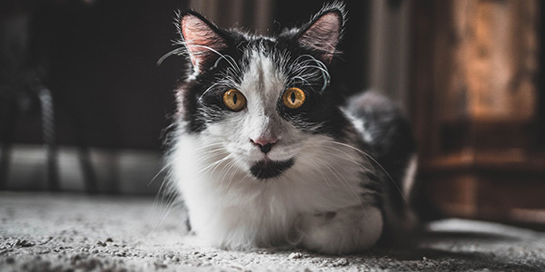 cat litter box smells so bad