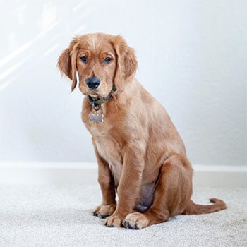 Cleaning Up Puppy Pee And Poo Accidents
