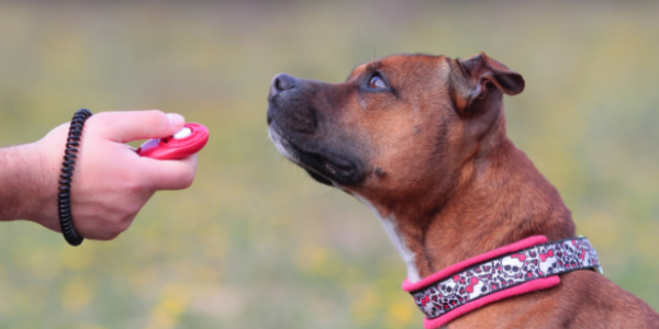 clicker training a brown bully mix with pink collar