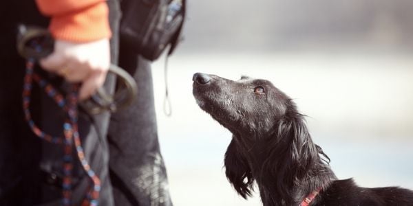 clicker training dog