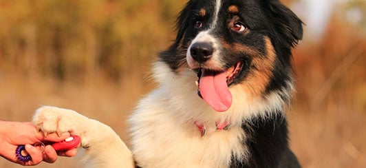 australian shepherd learning their name with clicker training