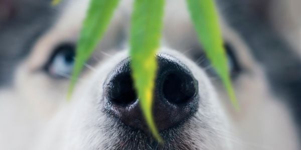 close of up dog nose smelling a marijuana plant