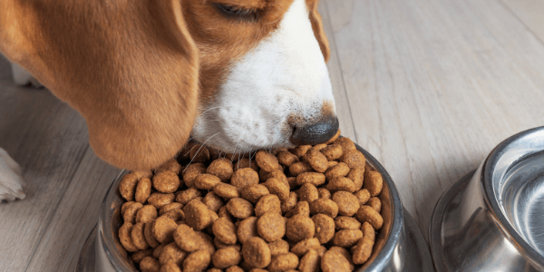 close up of beagle eating overfilled food bowl