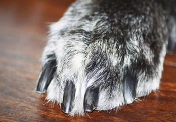 close up of black dog nails 