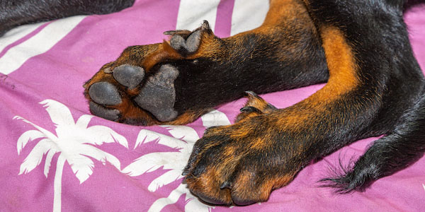 close up of dog rear dewclaws