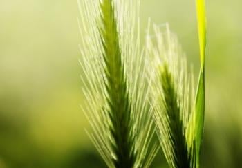 close up of foxtail