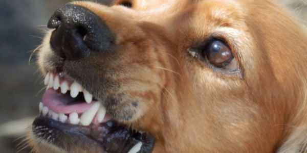 close up of golden retriever showing aggressive snarl and stare