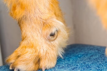 close up of overgrown dog dewclaw