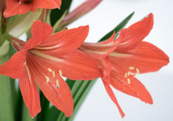 close up of red amaryllis flower bouquet