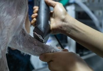 close up of shaving patch on dogs leg