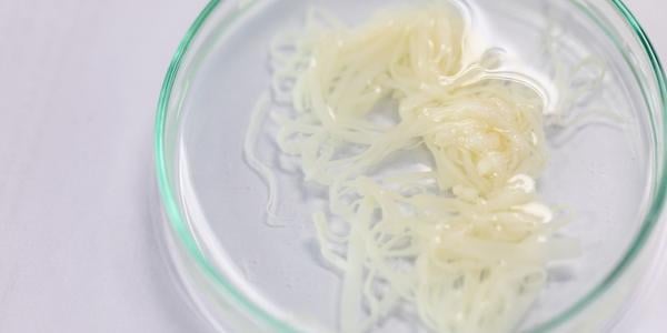 close up of tapeworm in laboratory