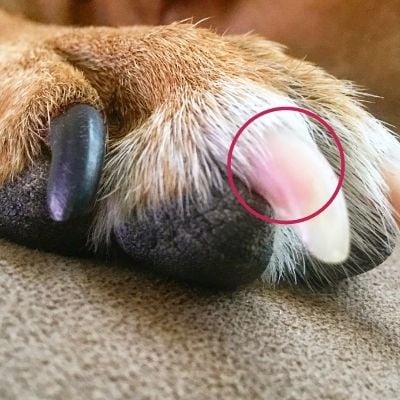 close up of the quick seen through a dogs white nail