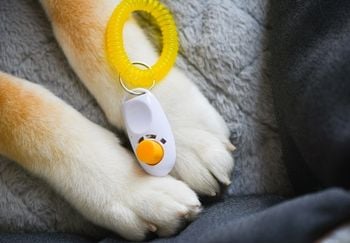 close up of white clicker resting on dog paws