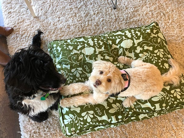 Clover and Mary Berry the dogs enjoying Molly Mutt dog bed and duvet