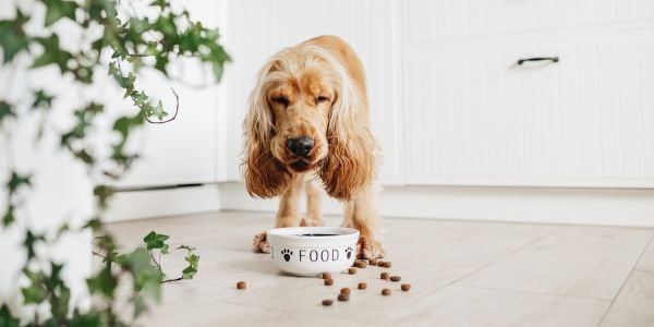 cocker spaniel eating kibble from a bowl