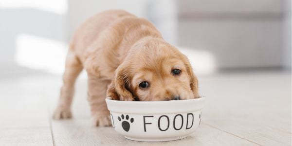 cocker spaniel puppy eating out of a bowl