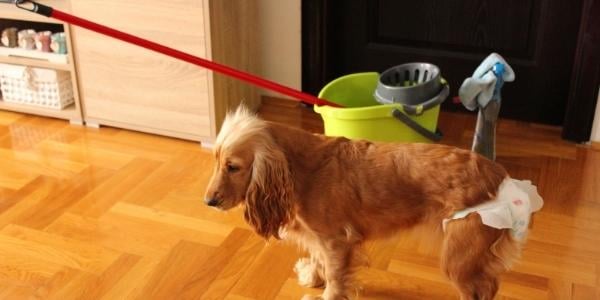 cocker spaniel standing in front of mop bucket