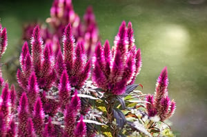 cockscomb celosia flower non-toxic to dogs or cats