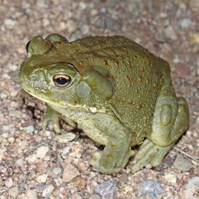 colorado river toad that is toxic to pets