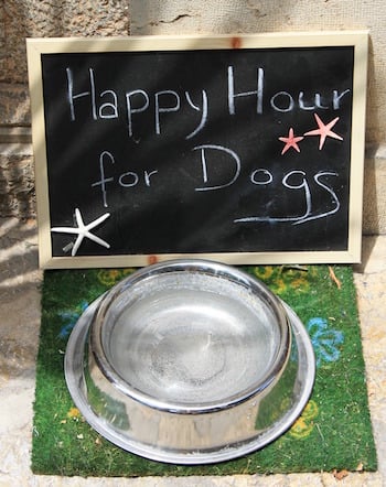 communal dog water bowl