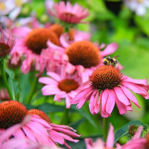 cone flower attracts dragonflies that eat mosquitoes