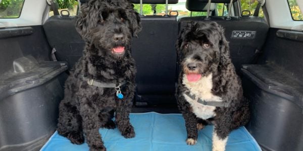 cooling mat used in the back of suv with dogs standing on it