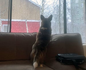 corgi alert looking out the window