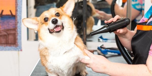 corgi being blow dried at groomer