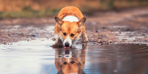 corgi drinking from a puddle on the road