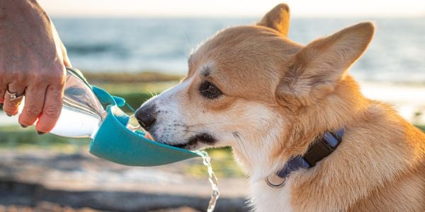 corgi drinking from a water bottle at the beach