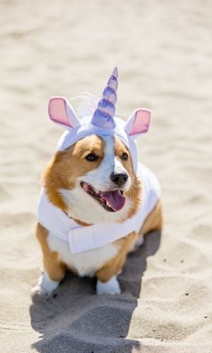 corgi in unicorn costume