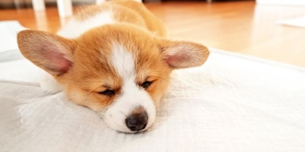 corgi puppy sleeping on a pee pad