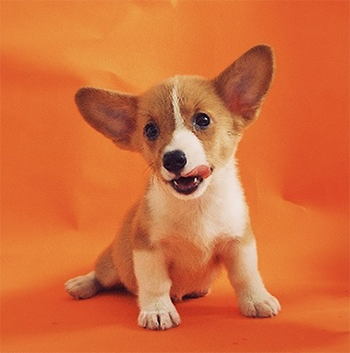 corgi puppy-1