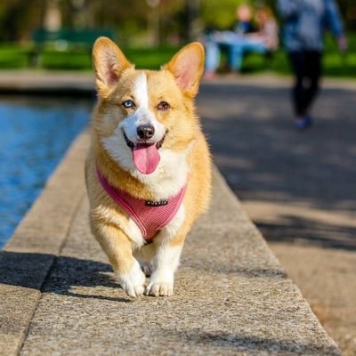 corgi walking off leash