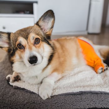 corig wearing a recovery sleeve after TPLO surgery-shutter