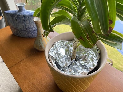 cover plant soil with tin foil