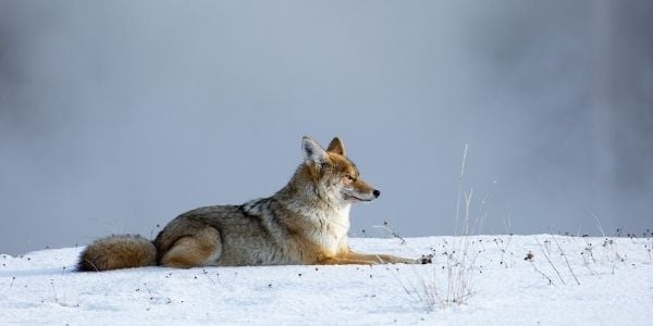 coyote danger to pets