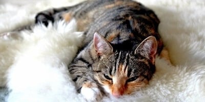 cat lying on white shag rug