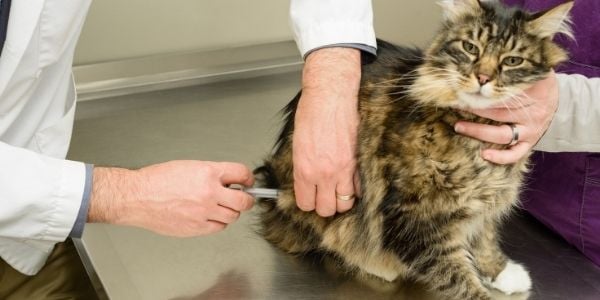 cat vaccine at the veterinarian