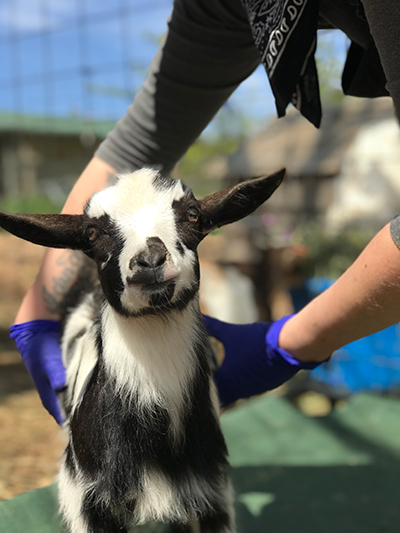 cute baby goat Moo from Puget Sound Goat Rescue