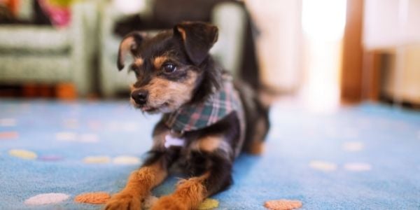 cute black and tan puppy ready to play indoors on blue rug