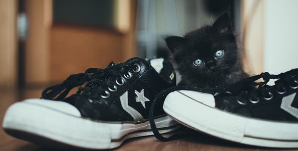 cat spraying can be in response to outside smells coming in on your shoes