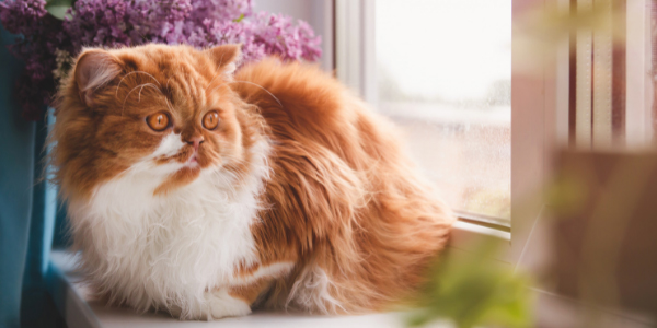 cute cat sitting in window