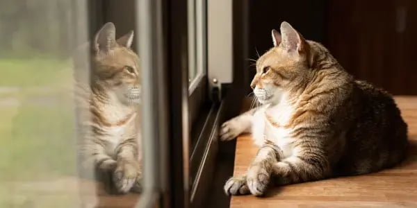cute cat with crossed paws looking out window