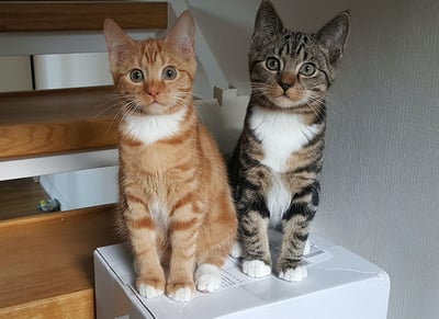 cute kitties