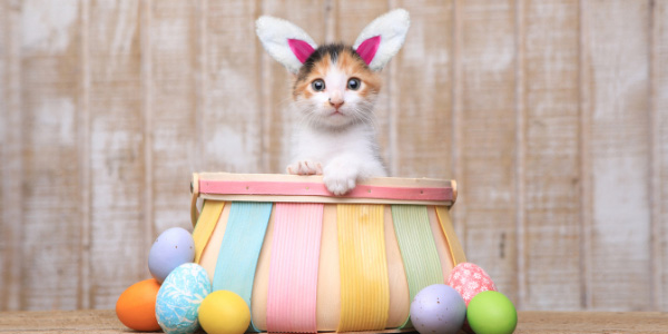 cute white orange and black cat wearing bunny ears in easter basket