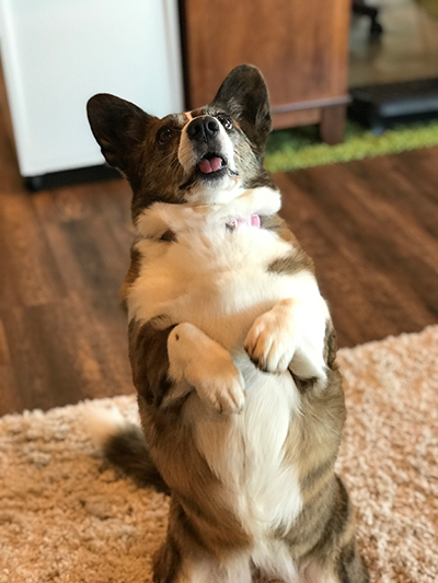 sookie the Welsh cardigan corgi