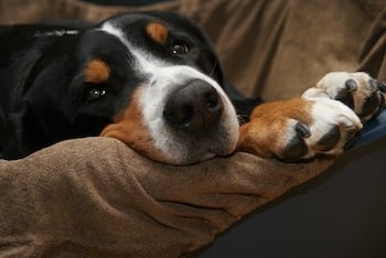 How Often Should You Cut Your Dog S Nails How Often Should You Cut Your Dog S Nails
