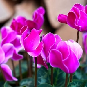 cyclamen plant is toxic to dogs