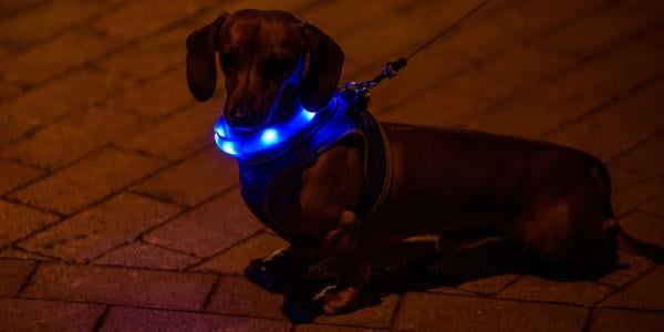 dachshund dog on walk in dark with light up collar